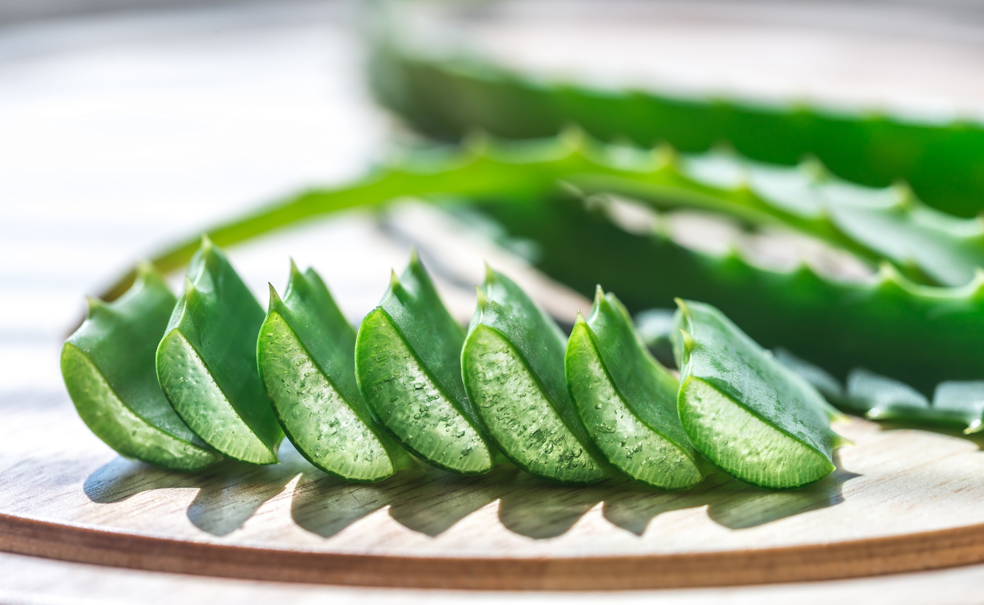 Fresh leaves of Aloe Vera